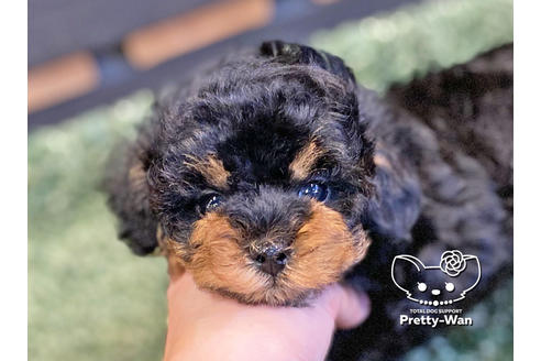 成約済の愛知県のタイニープードル-119843の1枚目