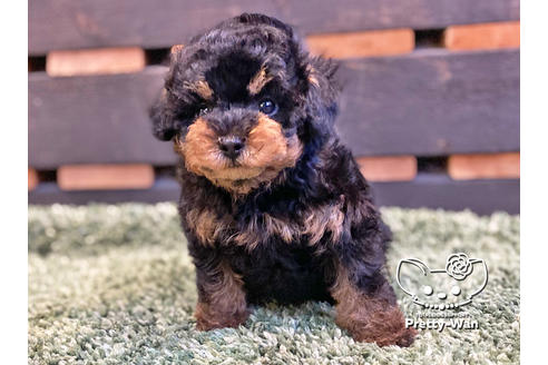 成約済の愛知県のタイニープードル-119843の5枚目