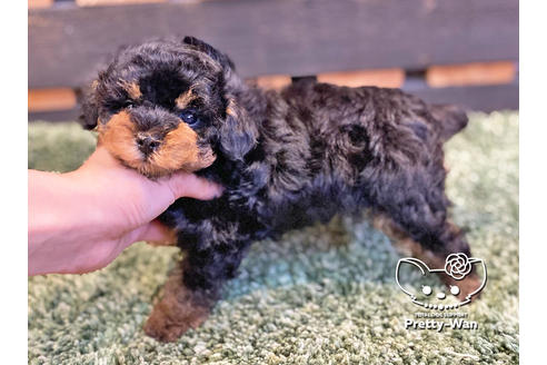 成約済の愛知県のタイニープードル-119843の6枚目