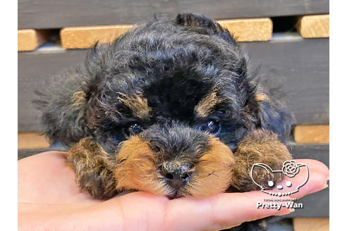 成約済の愛知県のタイニープードル-119843の4枚目