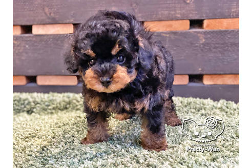 成約済の愛知県のタイニープードル-119843の3枚目