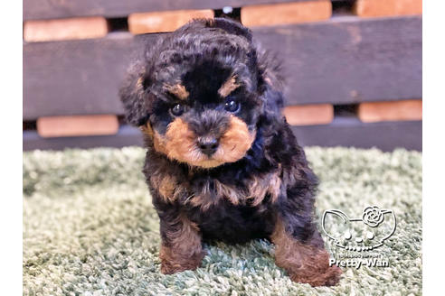 成約済の愛知県のタイニープードル-119843の2枚目