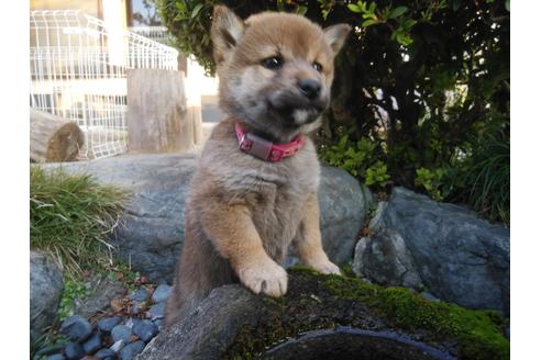 成約済の岡山県の柴犬-116435の1枚目