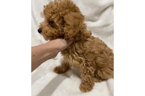 成約済の埼玉県のトイプードル-116726の3枚目