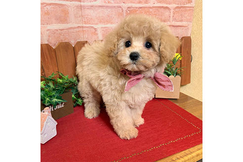 成約済の広島県のミックス犬-116945の1枚目