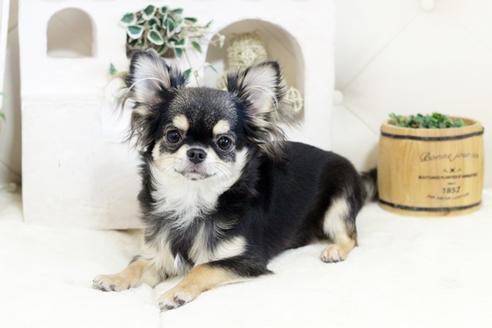 佐賀県のロングコートチワワ 男の子 07 10生まれ ブラックタン 子犬id ブリーダーナビ