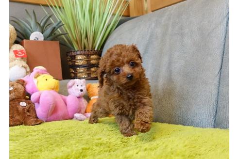 熊本県のティーカッププードル 女の子 11 03生まれ レッド 子犬id ブリーダーナビ