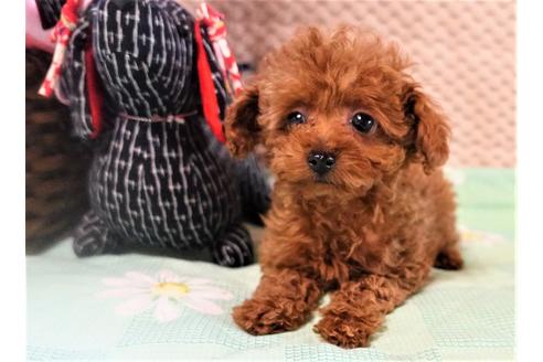 熊本県のティーカッププードル 女の子 11 03生まれ レッド 子犬id ブリーダーナビ