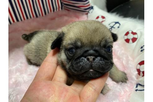 成約済の佐賀県のパグ-119219の3枚目