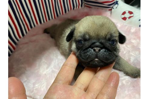 成約済の佐賀県のパグ-119219の2枚目