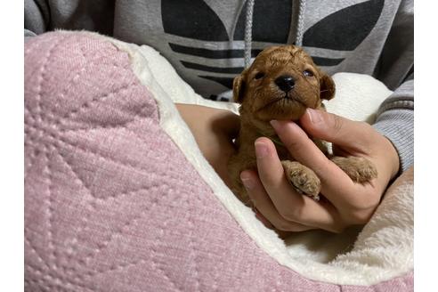 成約済の広島県のタイニープードル-120000の7枚目