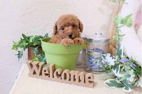 成約済の滋賀県のトイプードル-119988の1枚目