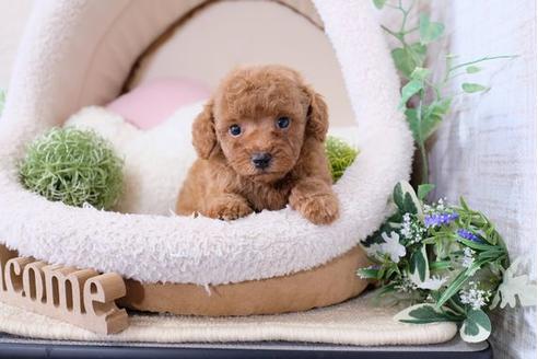 成約済の滋賀県のトイプードル-119988の3枚目