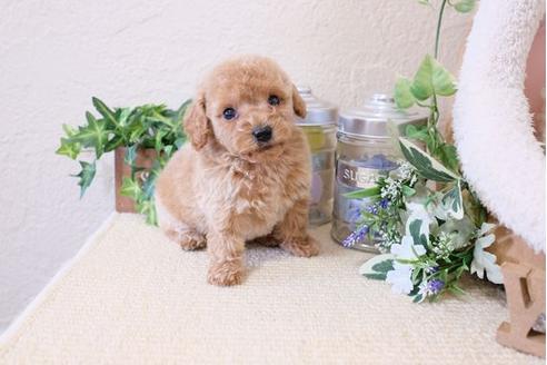 成約済の滋賀県のトイプードル-119990の3枚目