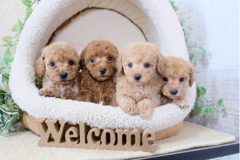 成約済の滋賀県のトイプードル-119990の2枚目