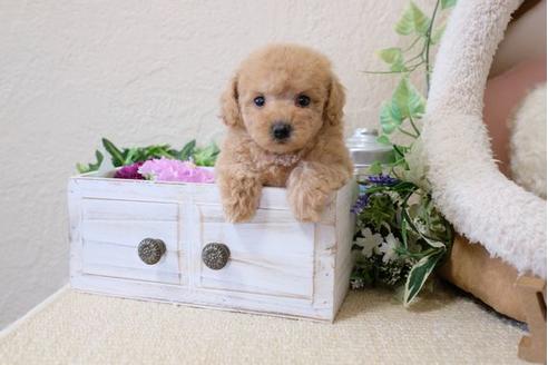 成約済の滋賀県のトイプードル-119992