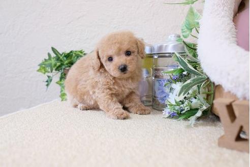 成約済の滋賀県のトイプードル-119992の3枚目