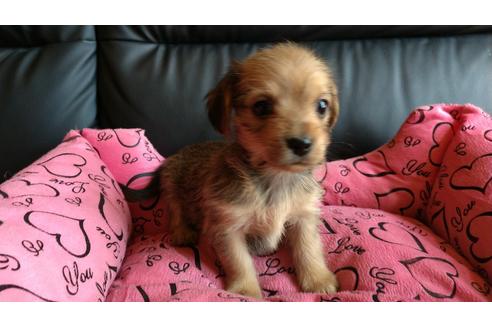 成約済の愛知県のミックス犬-116187の1枚目