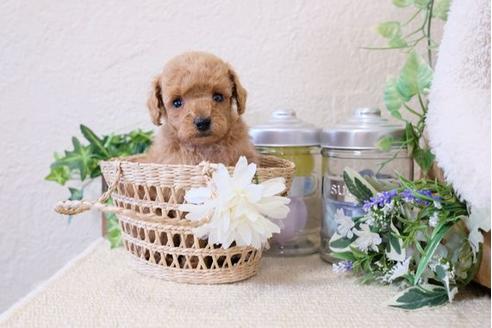 成約済の滋賀県のトイプードル-119993