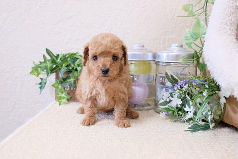 成約済の滋賀県のトイプードル-119993の3枚目