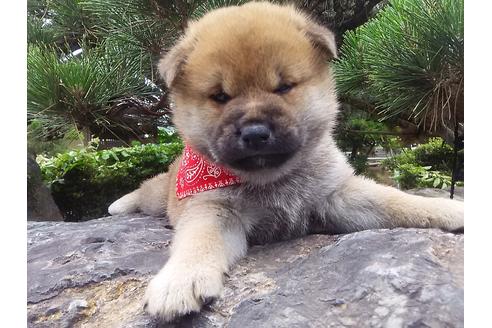 成約済の岡山県の柴犬-119647の1枚目