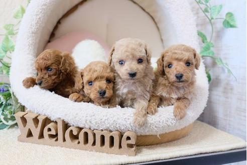 成約済の滋賀県のトイプードル-119993の2枚目