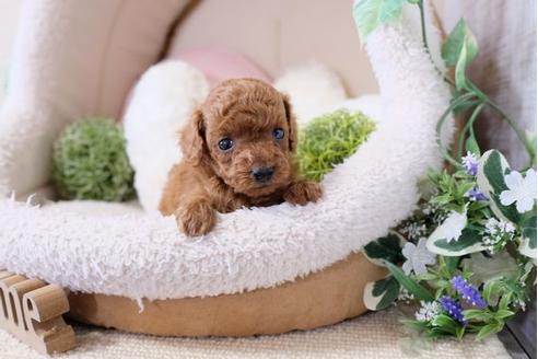 成約済の滋賀県のトイプードル-119996