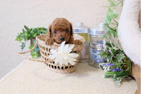 成約済の滋賀県のトイプードル-119996の3枚目