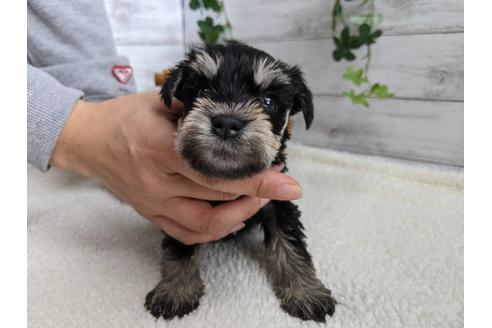 成約済の静岡県のミニチュアシュナウザー-120034の1枚目