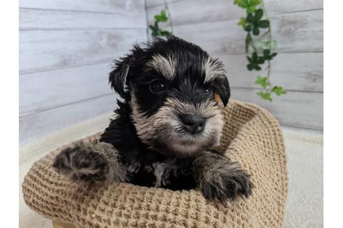 成約済の静岡県のミニチュアシュナウザー-120034の4枚目