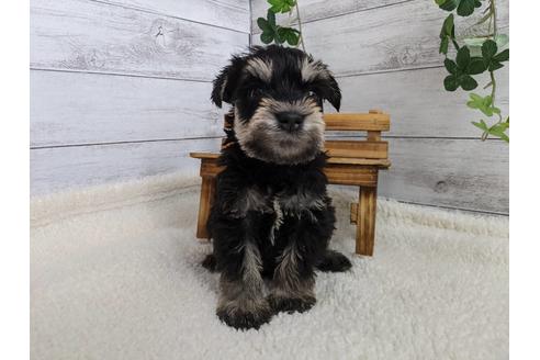 成約済の静岡県のミニチュアシュナウザー-120034の3枚目