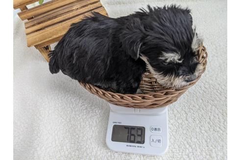 成約済の静岡県のミニチュアシュナウザー-120034の2枚目