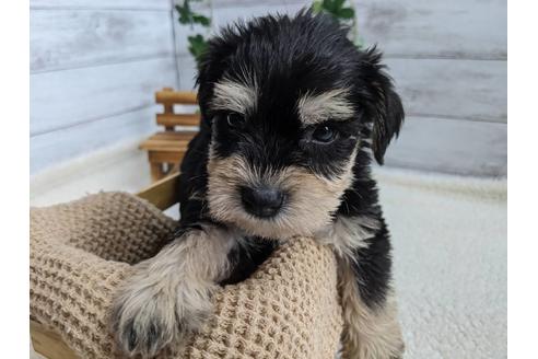 成約済の静岡県のミニチュアシュナウザー-120035の4枚目