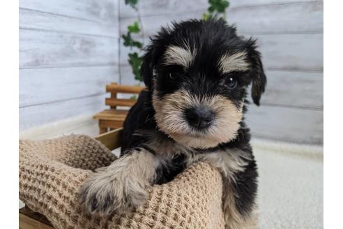 成約済の静岡県のミニチュアシュナウザー-120035の3枚目