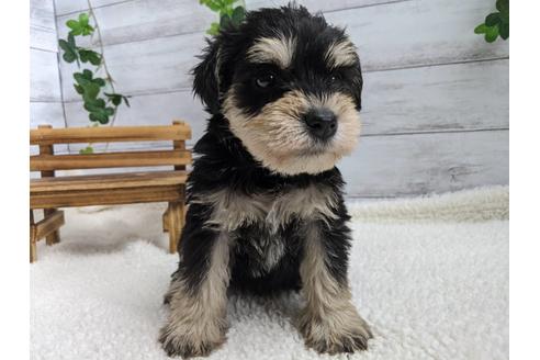 成約済の静岡県のミニチュアシュナウザー-120035の2枚目