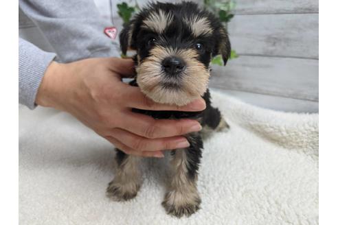 成約済の静岡県のミニチュアシュナウザー-120036の1枚目