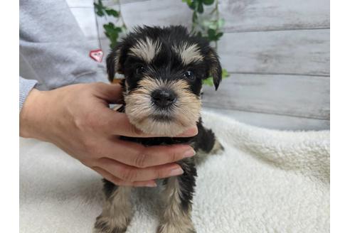 成約済の静岡県のミニチュアシュナウザー-120036の5枚目