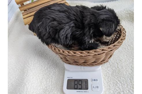 成約済の静岡県のミニチュアシュナウザー-120036の4枚目