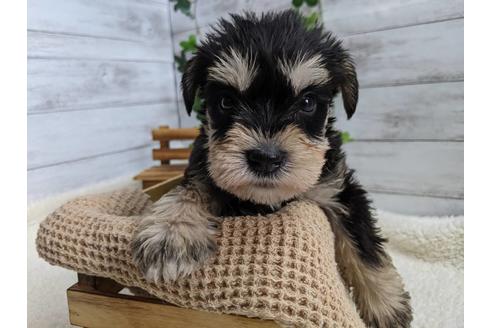 成約済の静岡県のミニチュアシュナウザー-120036の3枚目