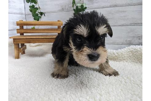 成約済の静岡県のミニチュアシュナウザー-120036の2枚目