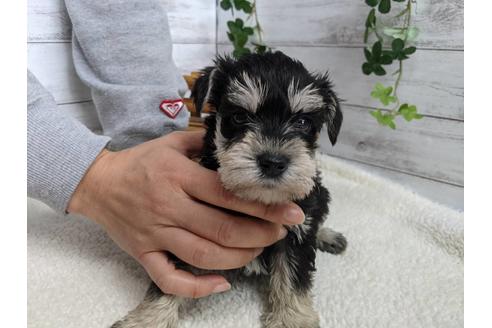 成約済の静岡県のミニチュアシュナウザー-120040の1枚目