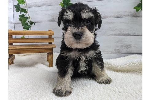 成約済の静岡県のミニチュアシュナウザー-120040の4枚目