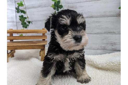 成約済の静岡県のミニチュアシュナウザー-120040の3枚目