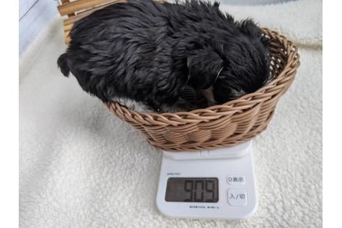 成約済の静岡県のミニチュアシュナウザー-120040の2枚目