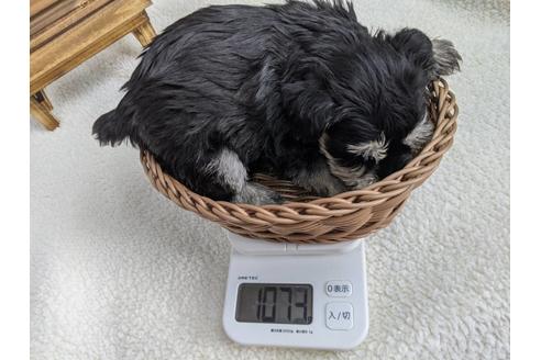 成約済の静岡県のミニチュアシュナウザー-120043の4枚目