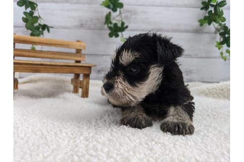 成約済の静岡県のミニチュアシュナウザー-120043の2枚目