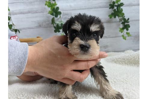 成約済の静岡県のミニチュアシュナウザー-120045の1枚目