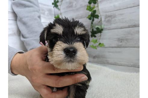 成約済の静岡県のミニチュアシュナウザー-120045の5枚目