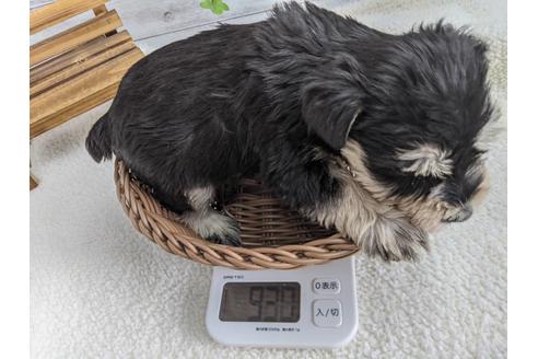 成約済の静岡県のミニチュアシュナウザー-120045の4枚目