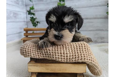 成約済の静岡県のミニチュアシュナウザー-120045の3枚目